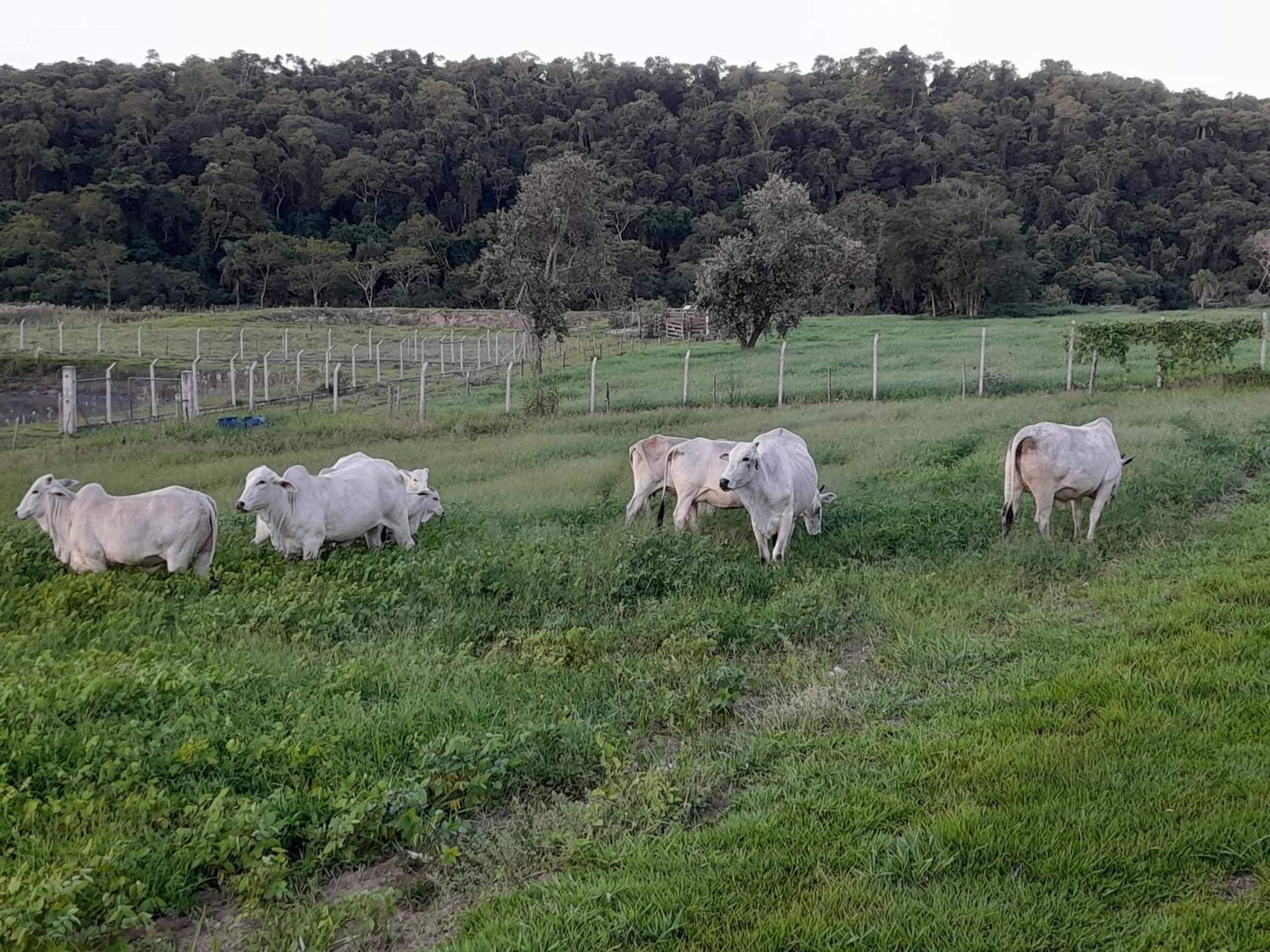 Hotel Fazenda Recanto Do Monte Alegre Piraju Exteriér fotografie