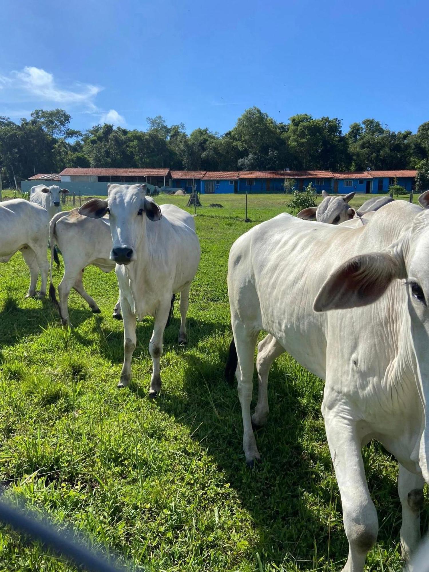 Hotel Fazenda Recanto Do Monte Alegre Piraju Exteriér fotografie