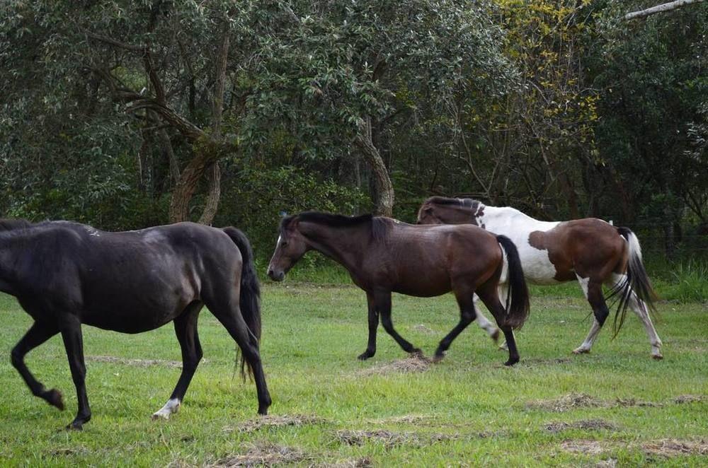 Hotel Fazenda Recanto Do Monte Alegre Piraju Exteriér fotografie